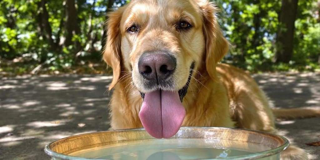 Seasonal Pet Care: Protecting Your Pets During Hot Weather Pet Tips