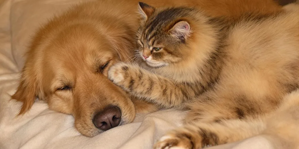 Obesity in Pets: Recognizing and Managing Pet Weight Issues