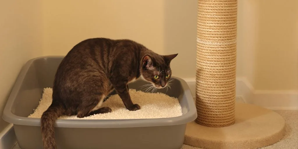 Solving Common Cat Behavior Problems: Cat Litter Box Solutions & Scratching