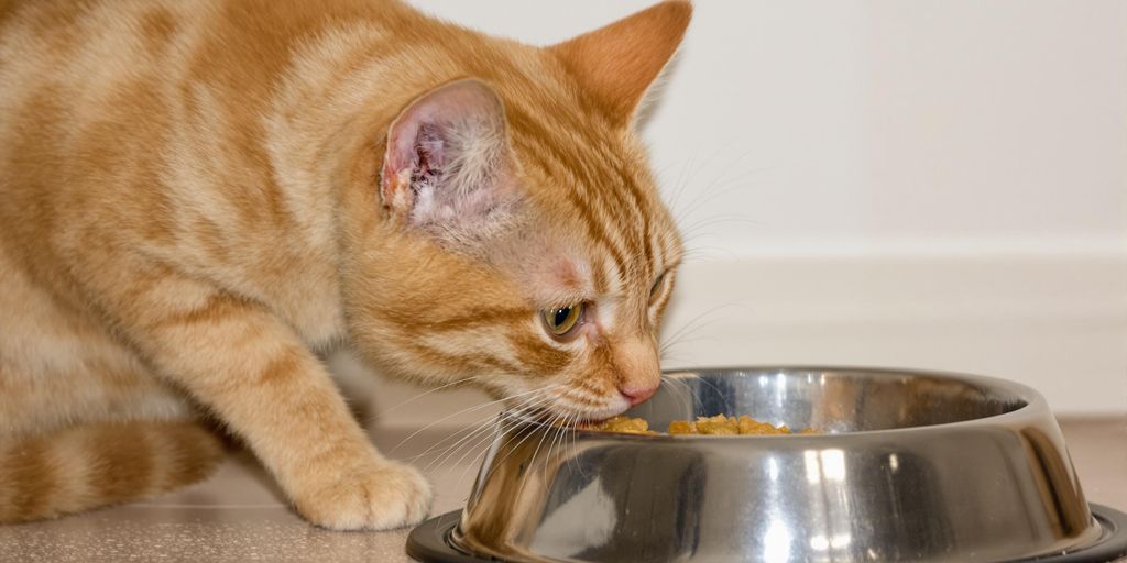 Cat Food Benefits: Decoding Labels to Choose the Best for Your Feline