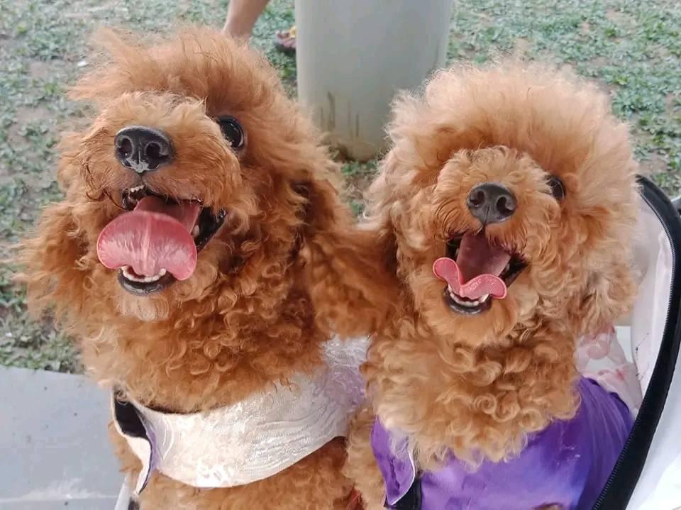 Nami and Robin - Toy Poodle Nami and Robin - Toy Poodle