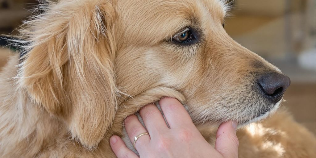 Grooming Essentials: Keeping Your Dog’s Coat Healthy and Tangle-Free